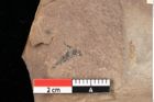 Foto (Detailansicht) von Quercus palaeoilex Ettingshausen (NHMW-GEO-2024-0188-0745)